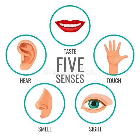 Feel Hear See Smell Taste Stock Illustrations – 170 Feel Hear See Smell Taste Stock ...