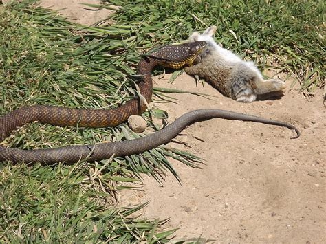 Tiger Snake Eats Rabbit Photograph by Alex Mortensen - Fine Art America