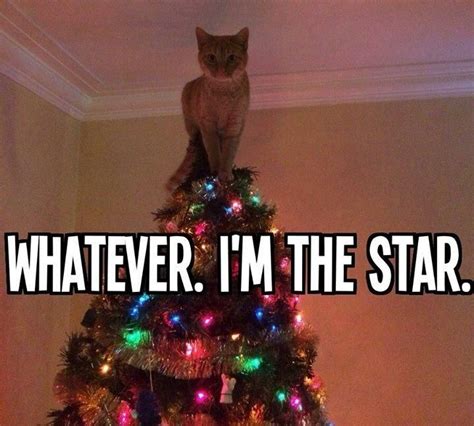 Christmas Tree star cat Meme - | Things that make me giggle | Pinterest | Christmas trees, Kitty ...