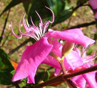 Quaresmeira rosa / pink (Tibouchina Granulosa Kathleen). C… | Flickr