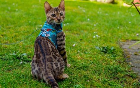 How to Start to Train a Bengal Cat to Walk on a Leash? - Bengal Cat Care