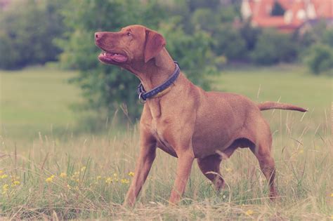 IMG_0059 | Vizsla dogs, Vizsla, Hunting dogs