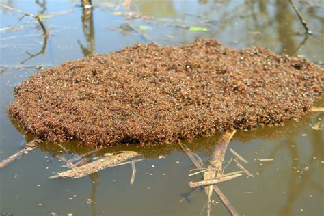 Ants Building Rafts and Bridges to Escape Flooding - Core77