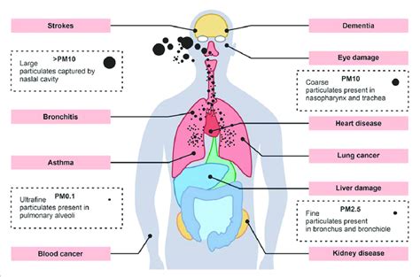 Health effects associated with airborne particulate matter pollution ...