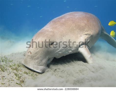 Dugong Feeding On Field Seagrass Abu Stock Photo 228008884 | Shutterstock