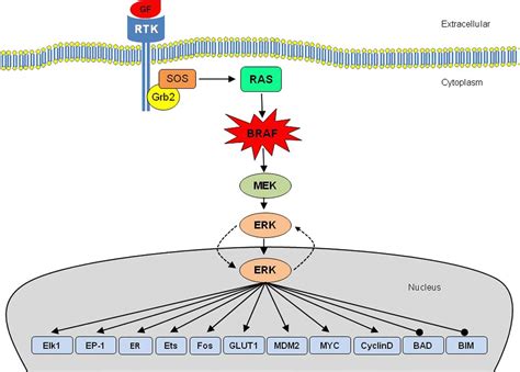 Gene of the month: BRAF | Journal of Clinical Pathology