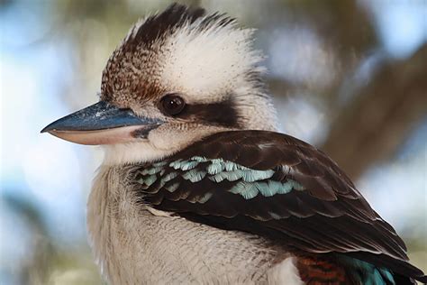 Laughing Kookaburra | San Diego Zoo Animals & Plants