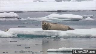 Hungry polar bear surprises a seal - The Hunt: Episode 2 Preview - BBC ...