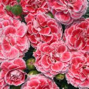 Dianthus Scent First® Coral Reef| Jackson & Perkins