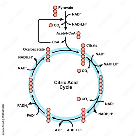 Citric Acid Cycle