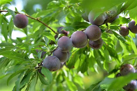 How to Prune a Plum Tree - Minneopa Orchards