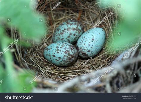 50 Mockingbird eggs Images, Stock Photos & Vectors | Shutterstock