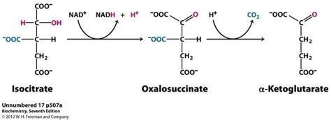 Alpha Ketoglutaric acid - Alchetron, the free social encyclopedia