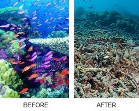 Coral Reefs - Environments in Danger