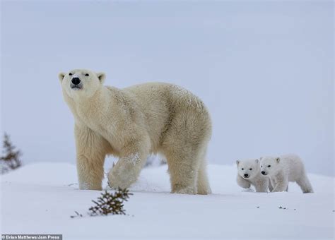 And here's two who are enjoying the snow! Polar bear cubs enjoy playfight in beautiful winter ...