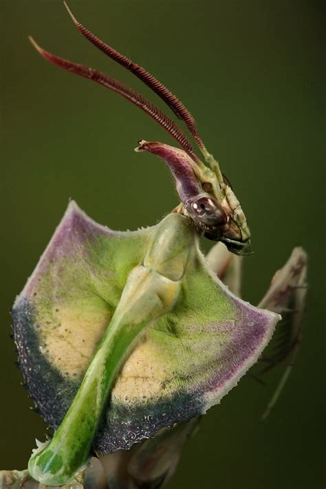 Cool Pictures of Alien Insects - Insect Macro Photography