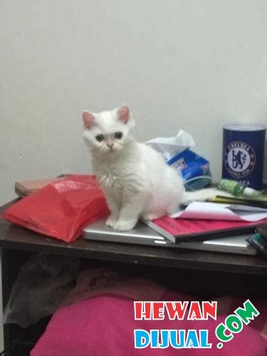 [Dijual] Kucing Persia Betina Usia 3 Bulan | HewanDijual.com