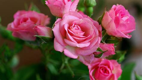 Download Wallpaper 3840x2160 Rose, Pink, Flowers, Bouquet 4K Ultra HD HD Background | Rose ...