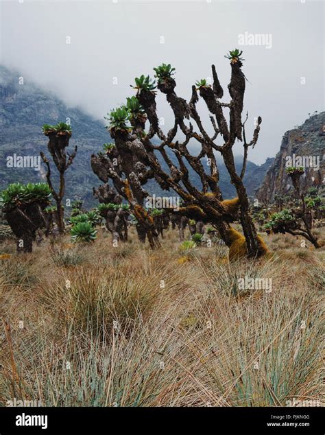 Giant groundsels growing at Bujuku Valley, Rwenzori Mountains, Uganda Stock Photo - Alamy