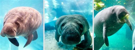 Manatees in Homosassa Springs [Best Time, Swim, Tips]