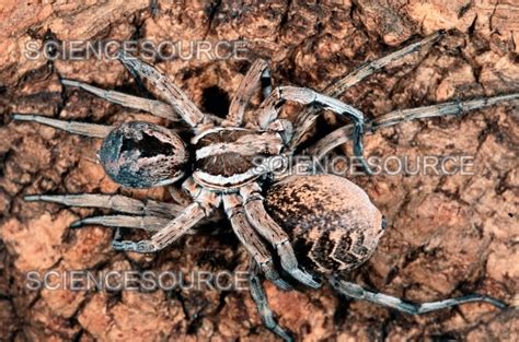 Photograph | Wolf Spiders mating | Science Source Images