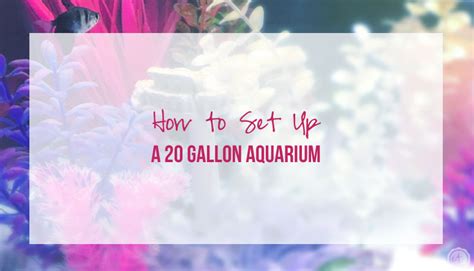 How to Setup a 20 Gallon Fish Tank