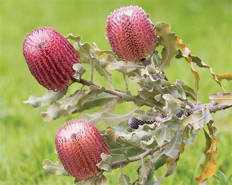 Drought Tolerant Plants