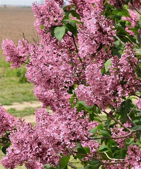 Cottage Farms Direct Weeping Lilac Tree Bareroot | Lilac tree, Garden ...