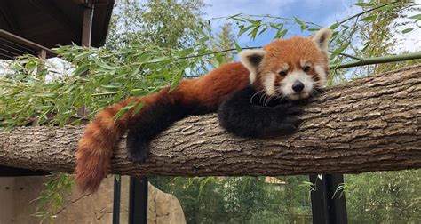 International Red Panda Day Comes to Charles Paddock Zoo • Atascadero News