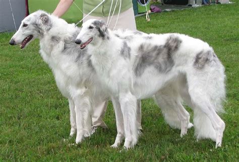 The Borzoi Dog Breed - Discover This Elegant Russian Hound