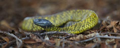 Buy Tasmanian Tiger Snake Image Online - Print & Canvas Photos - Martin Willis Photographs