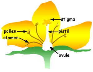 Understanding Pollination in Flowers | Free Homework Help