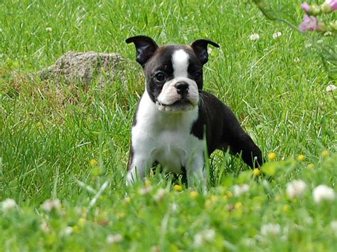 Boston Terrier on the meadow photo and wallpaper. Beautiful Boston Terrier on the meadow pictures