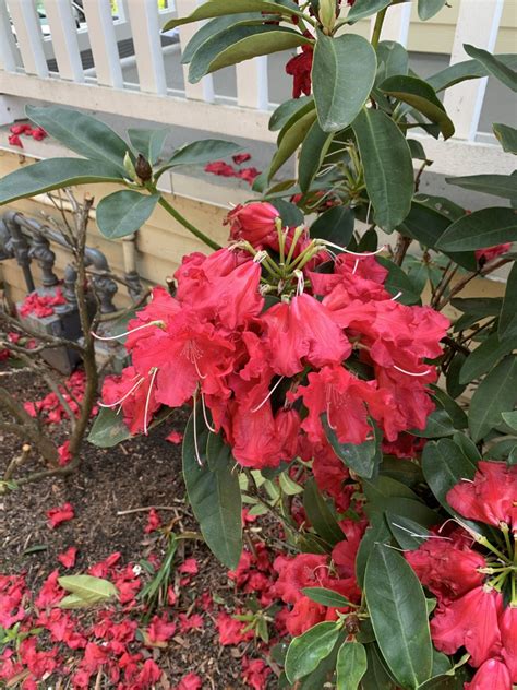 identification - What is this red flowering shrub? - Gardening & Landscaping Stack Exchange