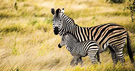 4 Zoos with Zebras that Offer Unique Experiences - Scenic States