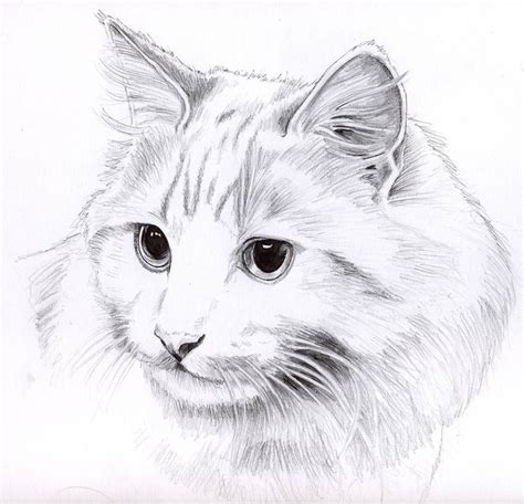 Pencil cat portrait by KingZoidLord on DeviantArt