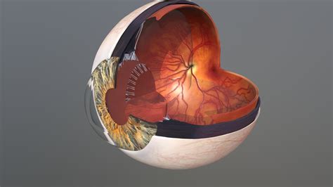 Human eye anatomy - 3D model by humantouchillustration [1a23ab8 ...