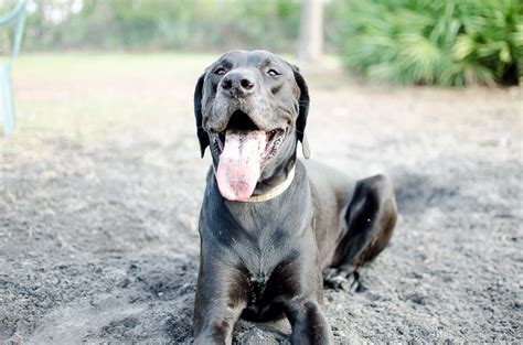 Labradane Mixed Dog Breed Pictures, Characteristics, & Facts