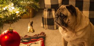Pug and Pug Ornament | A pug looking at a pug holiday orname… | mrsjpvan2 | Flickr