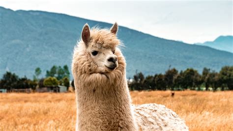 Download wallpaper 1920x1080 llama, animal, fluffy, hill full hd, hdtv, fhd, 1080p hd background