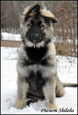 Shiloh shepherd breeders – Artofit