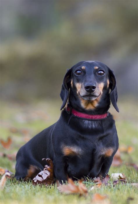 Dachshund dog. The dachshund is a short-legged, long-bodied, hound-type ...