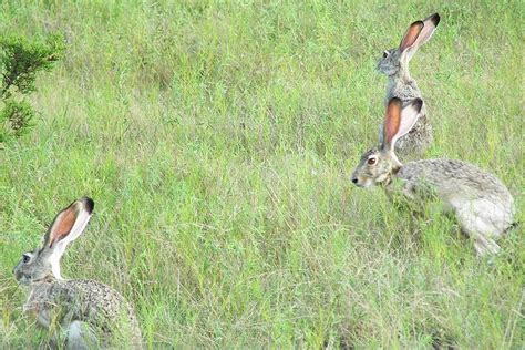 Black-Tailed Jackrabbit – Fossil Rim Wildlife Center