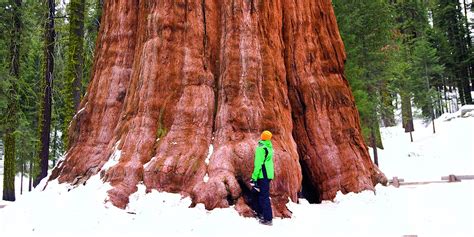 Giant Sequoia | Save the Redwoods League