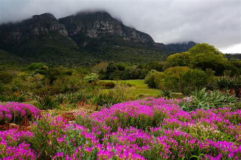 Wallpaper : Cape Town, Kirstenbosch National Botanical Garden ...