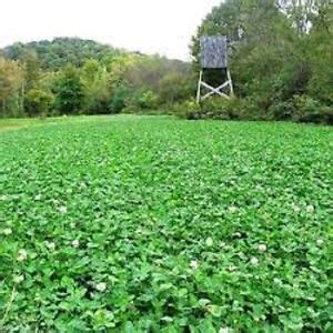 50 Lbs Deer Hunters FALL DEER FOOD PLOT SEED MIX Wheat Oats Rye Peas + Brassicas | eBay