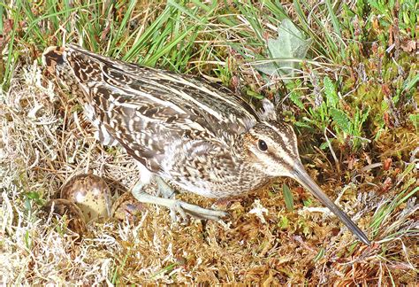 Wilson's Snipe at nest Photograph by Damon Calderwood - Fine Art America