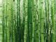 Download Free Bamboo Forest Background