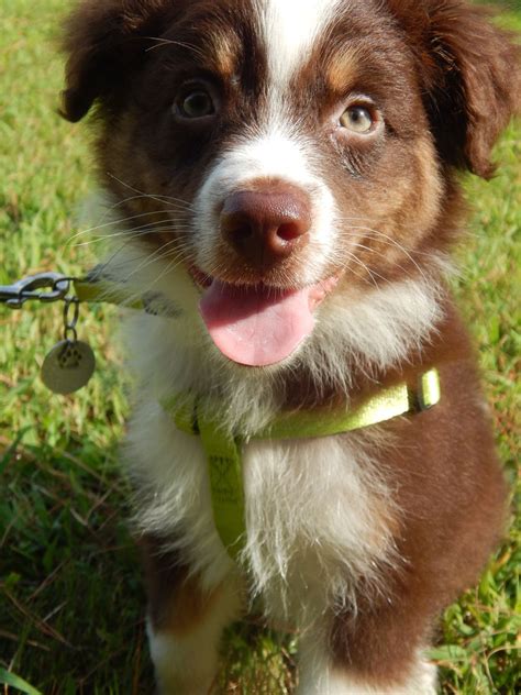 Red Tri Australian Shepherd #Puppy #aussie #animals #pets #cute | Puppies, Red tri australian ...