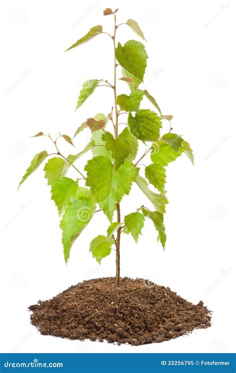 Young Birch Sapling Royalty Free Stock Photo - Image: 33256795